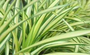 Spider Plant in 12cm Pot - Chlorophytum comosum - Indoor Air Purify Plant