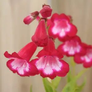 Penstemon 'King George V' in 9cm Pot - Semi-Evergreen Perennial