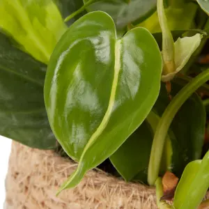 Verve Philodendron mix in Natural Seagrass Decorative pot 12cm