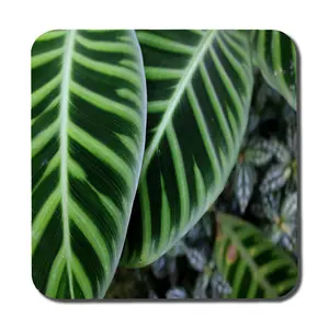 Green leaves with white and yellow structure in exotic jungle setting (Coaster) / Default Title