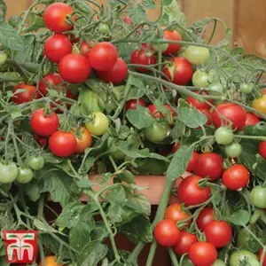 Tomato Red Profusion 1 Seed Packet (8 Seeds)