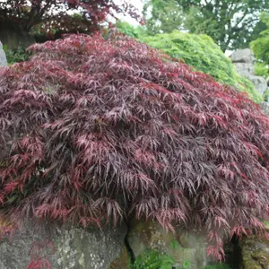 Inaba-shidare Japanese Maple Shrub Plant Acer Palmatum 3L Pot 40cm Grafted