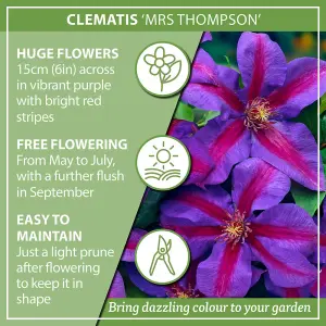 Clematis 'Mrs Thompson' in 9cm Pots - Supplied as an Established Plant in Pots for Outdoor Use - Free Flowering Clematis Plants fo