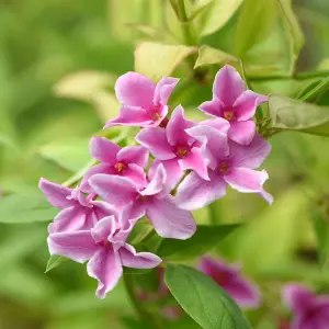 Jasminum Starry Starry Summer Scent Climbing Shrub - Fragrant Pink and White Blooms (15-30cm Height Including Pot)