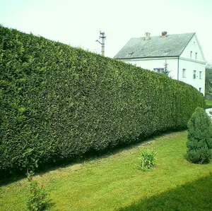 5 Green Leylandii 2ft Tall Hedging In Big 2L Pots, Evergreen Leyland Cypress