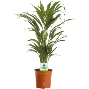 Indoor Plant Mix - Houseplant Collection, Dieffenbachia, Zamioculcas & Areca Palm (3 Plants - 30-50cm Height Including Pot)