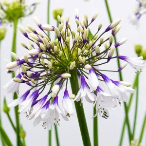 Agapanthus African Lily - Colorful Agapanthus africanus, Deciduous Perennial (30-40cm Height Including Pot)