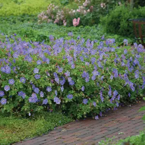 Geranium Rozanne 6 Bare Root Plants