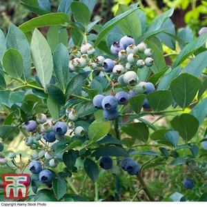 Blueberry (Vaccinium) Top Hat 9cm Potted Plant x 1