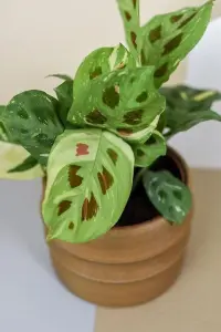 Maranta Leuconeura - Variegated Prayer Plant - 20-30cm In Height In a 12cm Pot