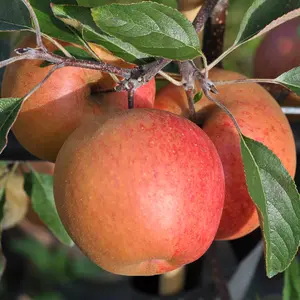 Lincolnshire Fruits Falstaff Potted Apple 12 Litre Tree