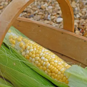 Sweetcorn Summer Glow 1 Seed Packet