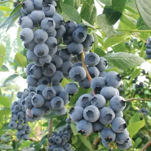 Blueberry Duke - High-Yield, Large Berries, Cold-Hardy (20-30cm Height Including Pot)