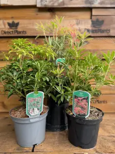 3 Mixed Extra Large Pieris Shrubs Fragrant Evergreen Garden Plants in 3 Litre Pots