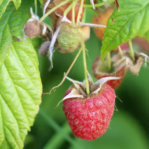 Lincolnshire Fruits Malling Juno Potted 1 Litre (Raspberry)