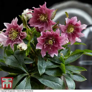 Helleborus orientalis Hello Amber 14cm Potted  Plant x 1