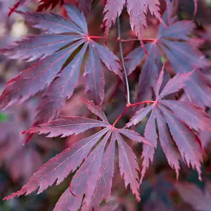 Acer Black Lace - Deeply Cut Purple Foliage, Outdoor Plant, Ideal for Gardens, Compact Size (50-70cm Height Including Pot)