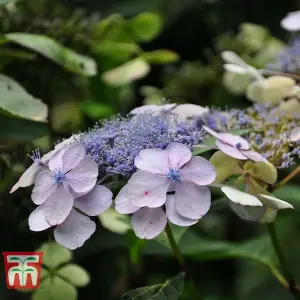 Hydrangea serrata Bluebird 3.6 Litre Potted Plant x 1