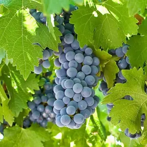 3 x Grape Plants - Mixed Vitis - Garden Grape Fruit Vine Grow Your Own Grapevine