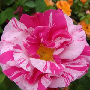 Rose Bush 'Mundi' - Bi-Coloured Semi Double Rose Bush in 3 Litre Pot