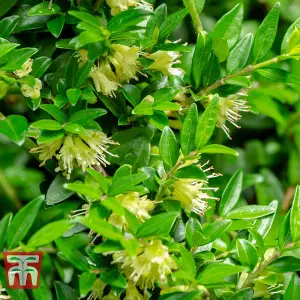 Honeysuckle - Lonicera pileata 9cm Potted Plant x 1