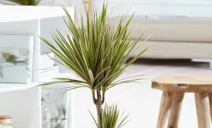 Dracaena marginata 'Bicolour' in 11cm Pot - Indoor Plant - Easy to Maintain