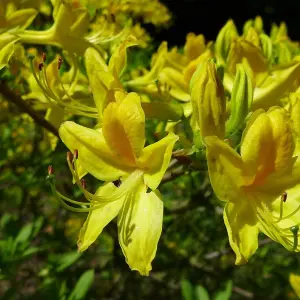 Azalea pontica (luteum) 4 Litre Potted Plant x 1