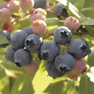 You Garden - 3 x Blueberry Bushes in 9cm Pots - 3 Varieties 'Hanover' 'Blueray' 'Ozark Blue' Superfruit Blueberry Plants