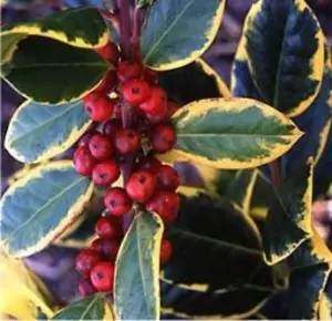 Ilex Golden King Evergreen Variegated Holly Plant Tree 4ft Supplied in a 3 Litre Pot