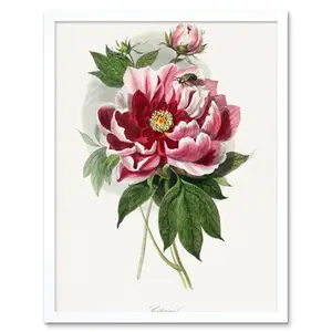 Vintage Pink Red Peony Bloom Flowers - Print White Framed Paper / 25.9cm H x 20.6cm W