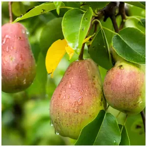 Dwarf Patio Williams' Bon Chrétien Pear Tree, Ready to Fruit, Old English Dessert Pear 3FATPIGS