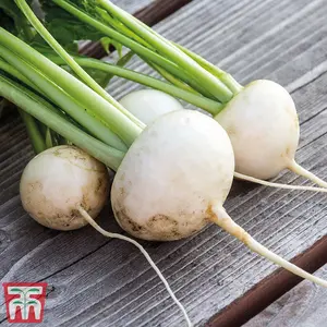 Turnip Rapa De Lodi 1 Seed Packet (5400 Seeds)