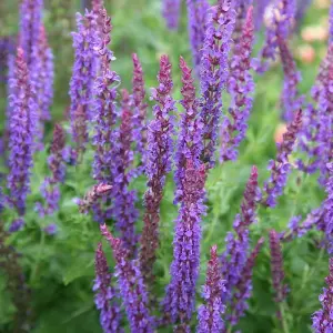 Mainacht Salvia Sage Perennials Flowering Plants Salvia x Sylvestris 2L Pot