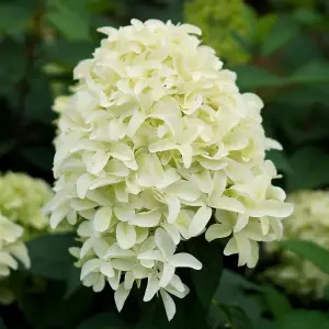 Skyfall Outdoor Shrub Plant Hydrangea Paniculata Flowering Garden Plants 2L Pot