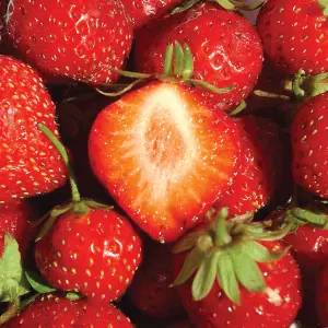 Strawberry Flamenco - Outdoor Fruit Plants for Gardens, Pots, Containers (9cm Pots, 10 Pack)