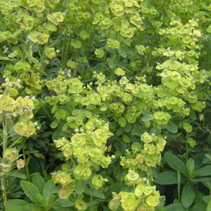 Euphorbia Robbiae - Hardy Evergreen Plant, Lime Green Flowers, Compact Size (20-30cm Height Including Pot)