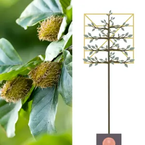 Beech Pleached Tree  with 150cm Stem and 8cm Girth