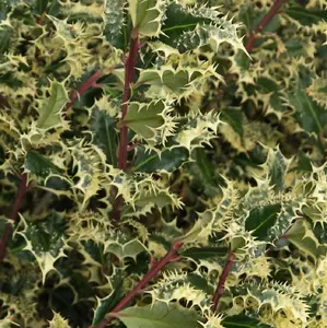 Direct Plants Ilex Aquifolium Ferox Argentea Hedgehog Holly Plant 2-3ft Supplied in a 3 Litre Pot