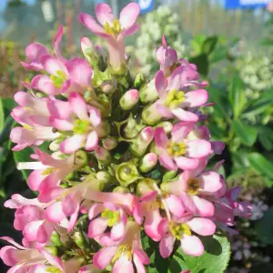 Escallonia Pink Elle Garden Shrub - Pink Flowers, Compact Size, Attracts Pollinators (20-30cm Height Including Pot)