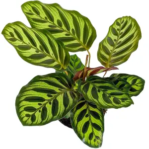 Calathea Makoyana - Exotic Foliage, Indoor Houseplant (12cm, 30-40cm)