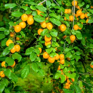 Plum 'Mirabelle de Nancy' 4-5ft Tall, Self-fertile Tree Incredibly Sweet Honey