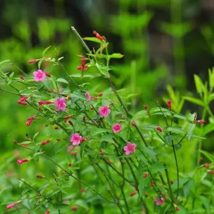 Jasminum beesianum in 12cm Pot - 70cm in Height - Scented Red Jasmine Flowering Plant