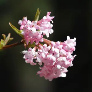 Viburnum bodnantense 'Charles Lamont' in a 3L Pot - Evergreen Deciduous Shrubs for Gardens - Supplied as an Established Plant Read