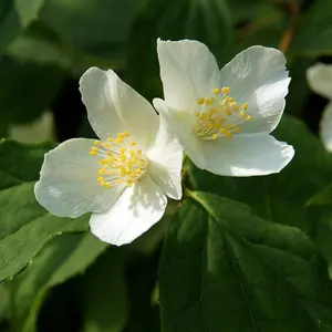 Mock Orange Philadelphus Coronarius 3.6 Litre Potted Plant x 1