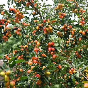 Malus John Downie Tree - Crab Apple Tree, White Spring Blossoms, Low Maintenance (5-6ft)