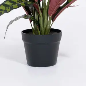 Blooming Artificial - 50cm / 1.75ft Artificial Rattlesnake Calathea