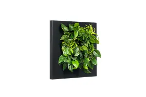 LIVE PICTURE - Living wall frame - 72cm - Black