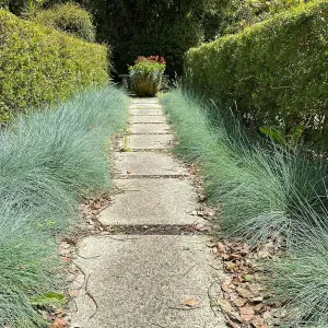 6 x Festuca Blue Grasses in 9cm Pots - Ready to Plant - Easy to Maintain