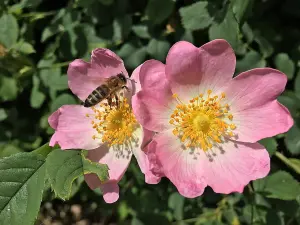 2-3ft Dog Rose (Rosa Canina) Field Grown Bare Root Hedging Plants Tree Whip Sapling - Pack of 10