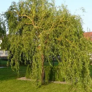 Salix Erythroflexuosa Tree - Red Twisted Stems, Winter Interest, Hardy (5-6ft)